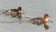 DSCN7266：ウミアイサ