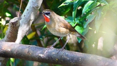 P2310273：ノゴマ（オス