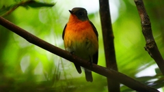 P2320388：ムギマキ（オス若鳥）