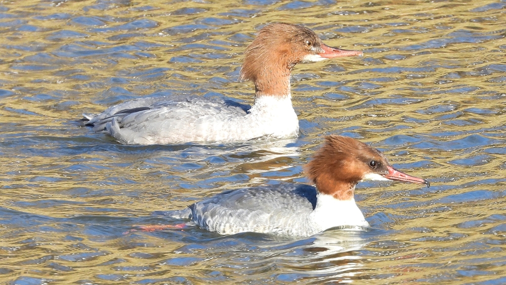 DSCN2015：カワアイサ（メス）