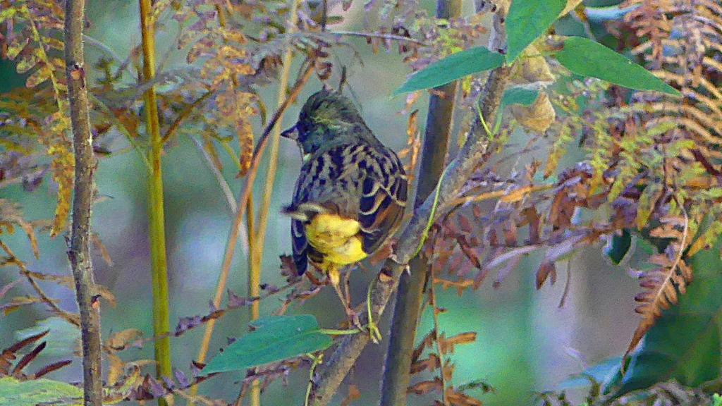 P2400392：アオジ