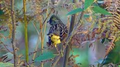 P2400392：アオジ