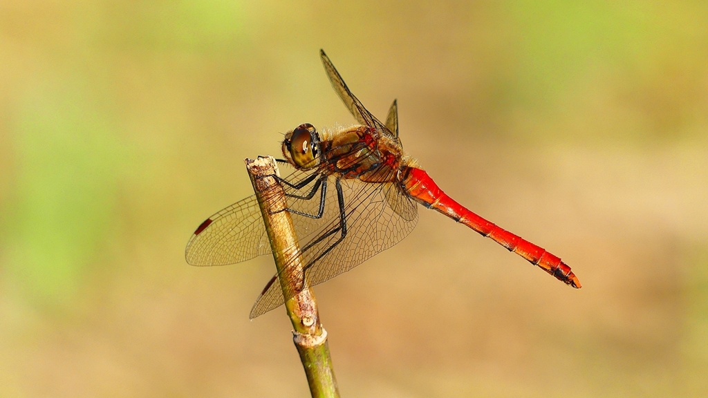 P2320266：アキアカネ（オス）