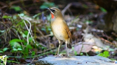 P2310047：ノゴマ（オス）