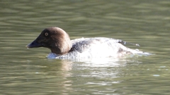 DSCN2303：ホオジロガモ（メス）