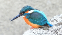 DSCN6393：カワセミ（オス）