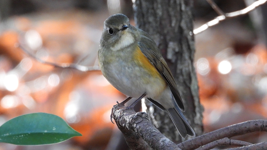 DSCN7121：ルリビタキ（メスタイプ）