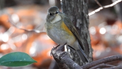 DSCN7121：ルリビタキ（メスタイプ）