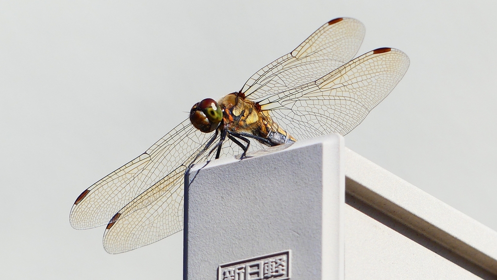 P2370827：アキアカネ（メス）