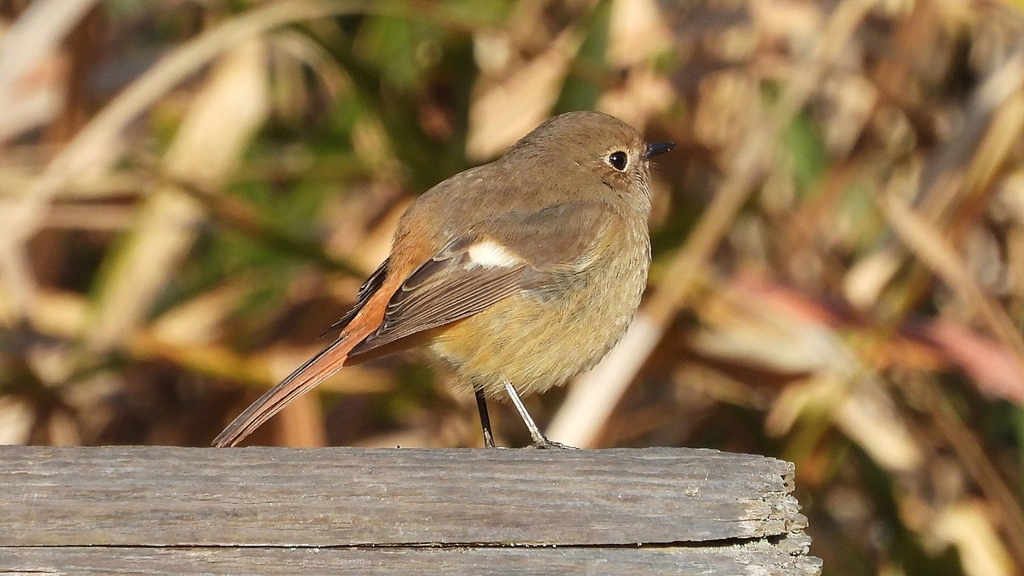 DSCN8108：ジョウビタキ（メス）