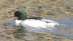 DSCN1795：カワアイサ（オス）