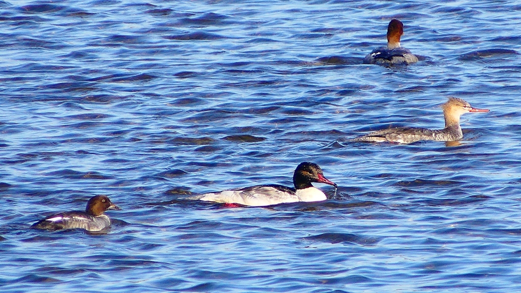 P2380640：カワアイサ他