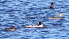 P2380640：カワアイサ他