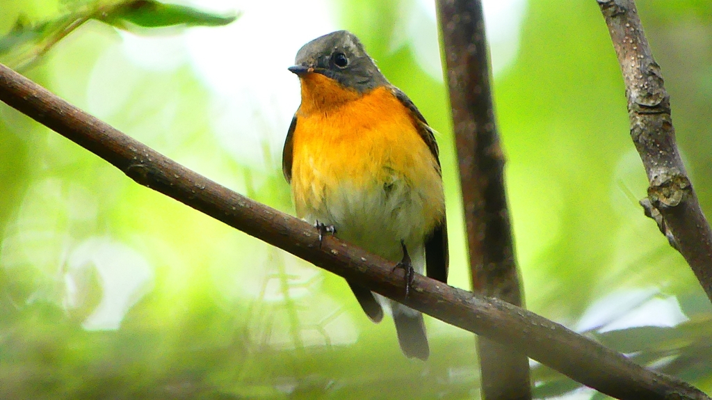 P2320400：ムギマキ（オス若鳥）