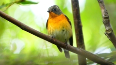 P2320400：ムギマキ（オス若鳥）