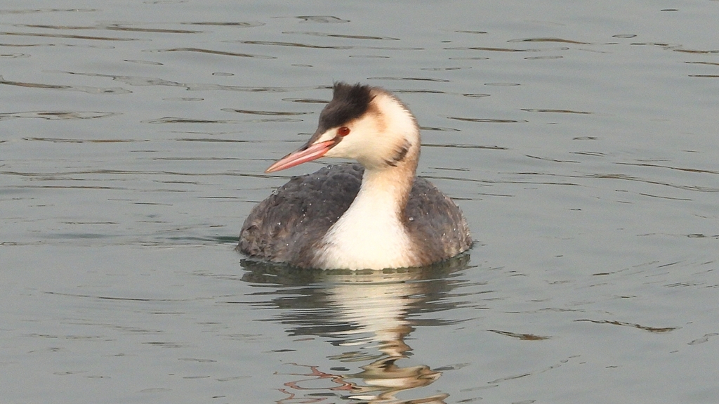 DSCN7281：カンムリカイツブリ