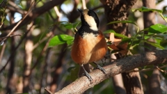 DSCN5972：ヤマガラ