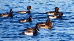 P2380131：キンクロハジロ