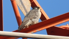 DSCN3765：ハヤブサ