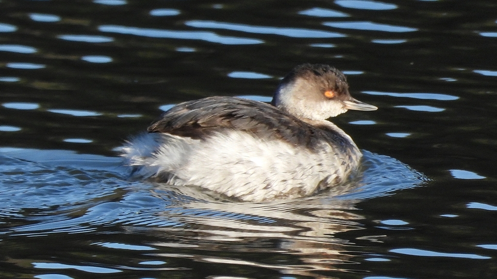 DSCN5945：ハジロカイツブリ