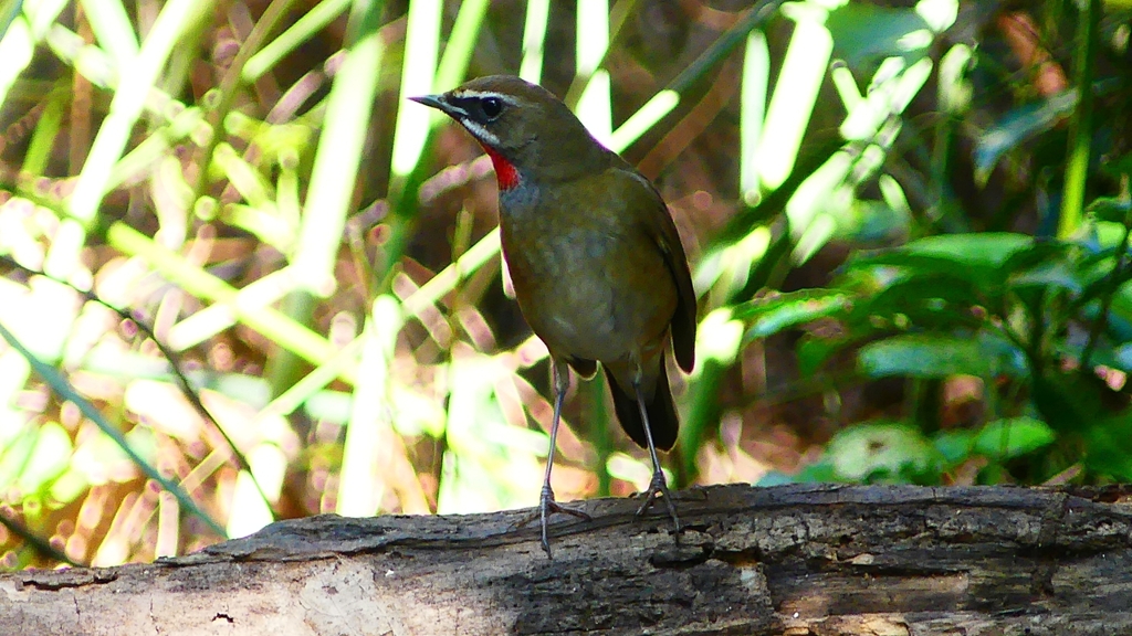 P2310252：ノゴマ（オス