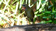 P2310252：ノゴマ（オス