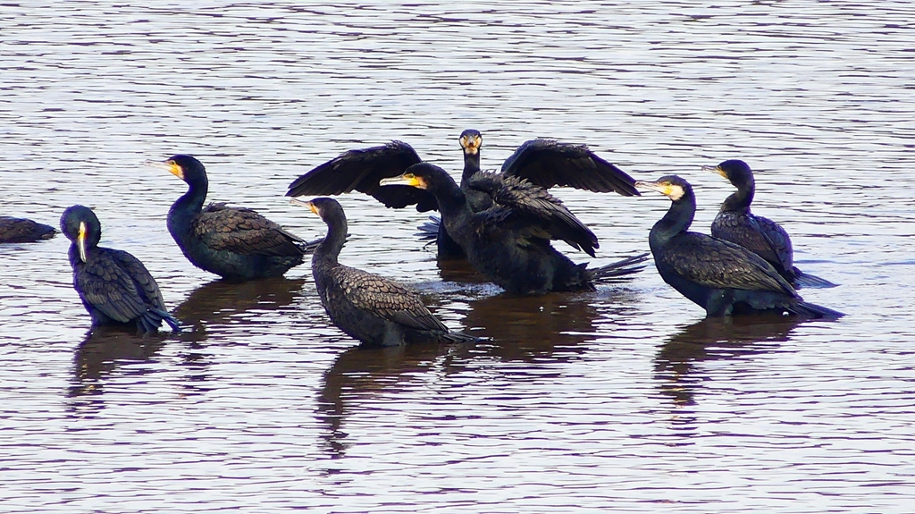 P2360847：カワウ他