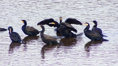 P2360847：カワウ他