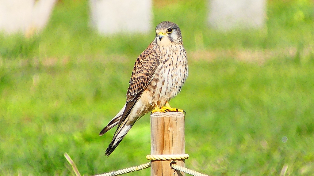 P2340437：チョウゲンボウ