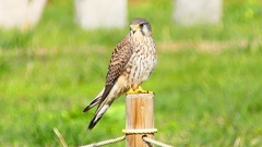 P2340437：チョウゲンボウ