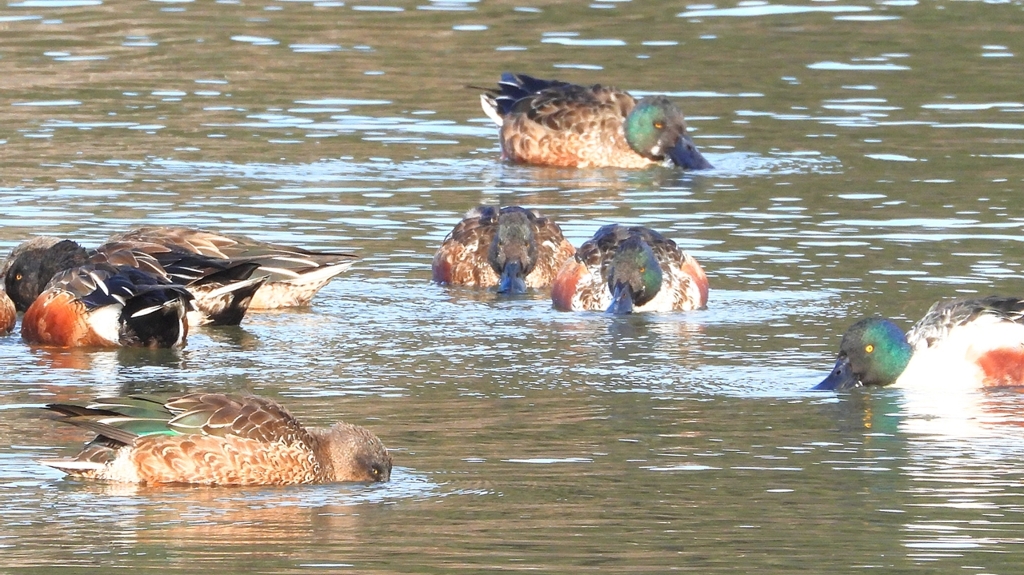 DSCN6090：ハシビロガモ