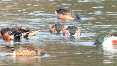 DSCN6090：ハシビロガモ