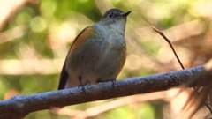 DSCN8098：ルリビタキ（メスタイプ）