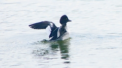 P2400775：ホオジロガモ（メス）