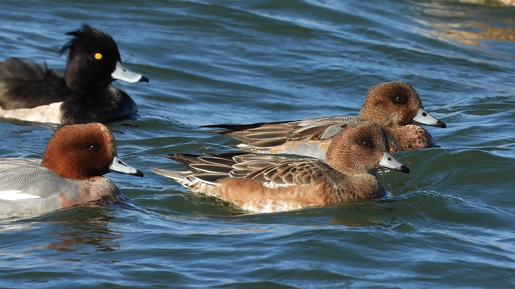 DSCN0999：ヒドリガモ、キンクロハジロ