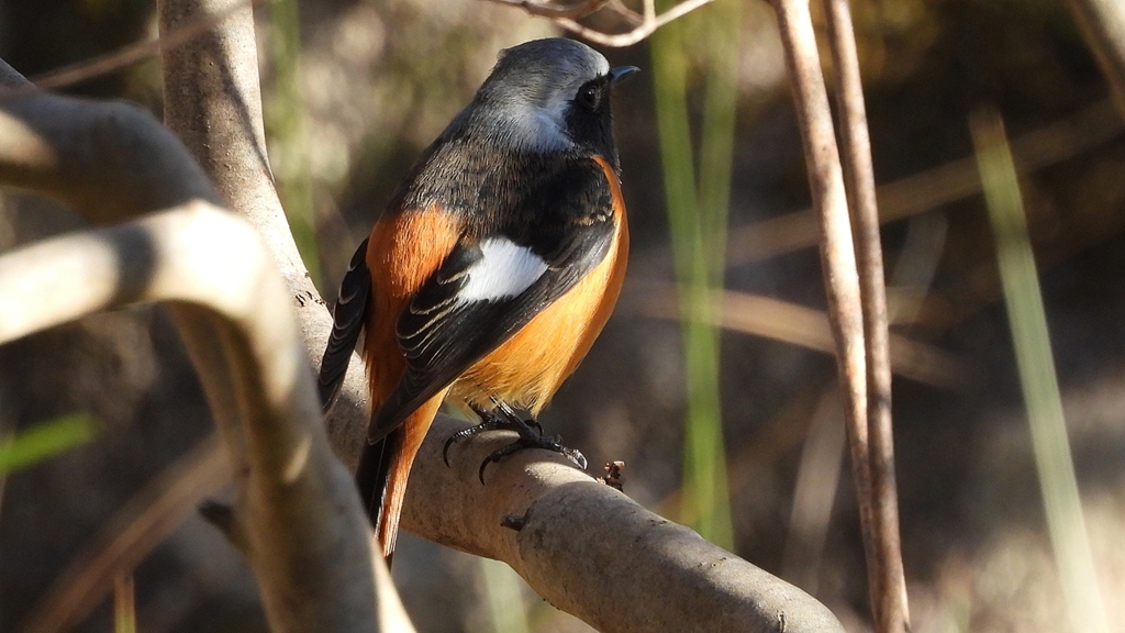 DSCN9038：ジョウビタキ（オス）