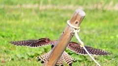 P2340517：チョウゲンボウ