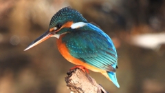 DSCN8929：カワセミ（メス）