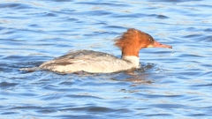 DSCN3316：カワアイサ（メス）