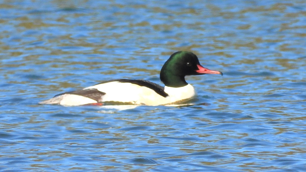 DSCN5853：カワアイサ