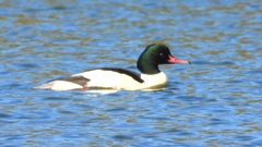 DSCN5853：カワアイサ