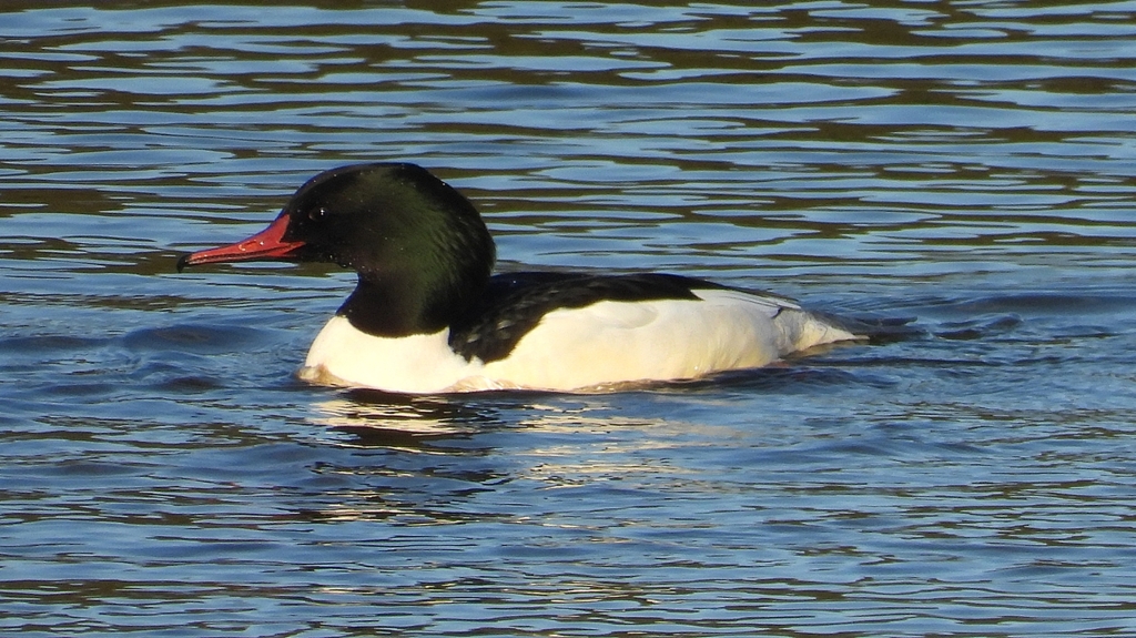 DSCN5349：カワアイサ（オス）