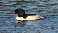 DSCN5349：カワアイサ（オス）