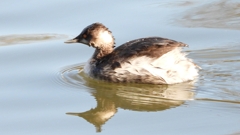 DSCN8003：ハジロカイツブリ