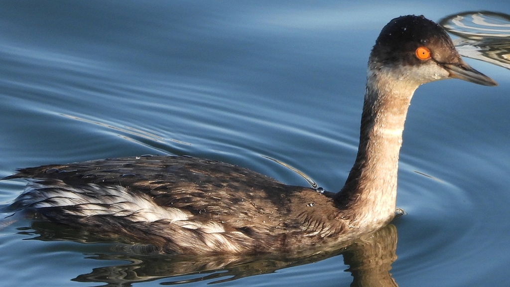 DSCN9306：ハジロカイツブリ