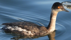 DSCN9306：ハジロカイツブリ