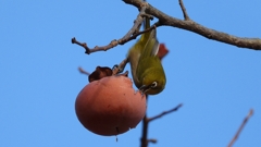 DSCN8648：メジロ