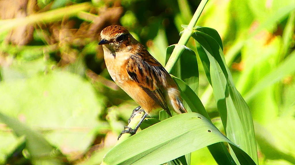 P2300301：ノビタキ