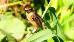 P2300301：ノビタキ