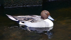 P2400055：オナガガモ（オス）